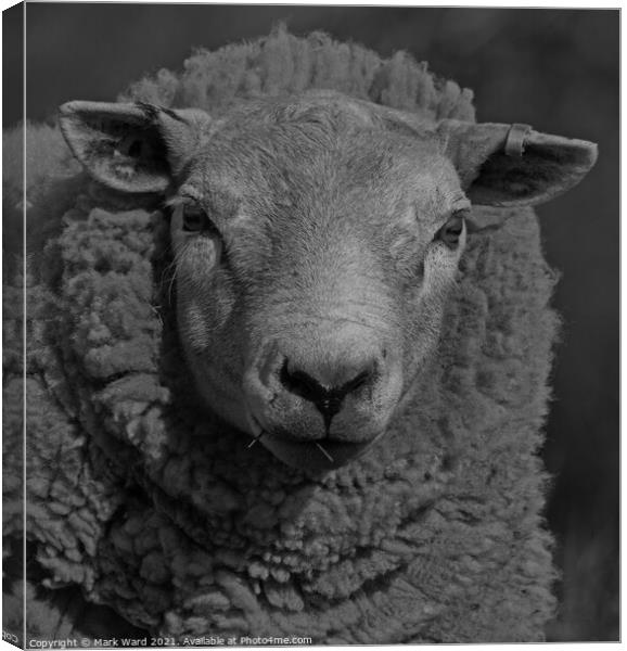 Portrait of a Sheep in Black and White. Canvas Print by Mark Ward