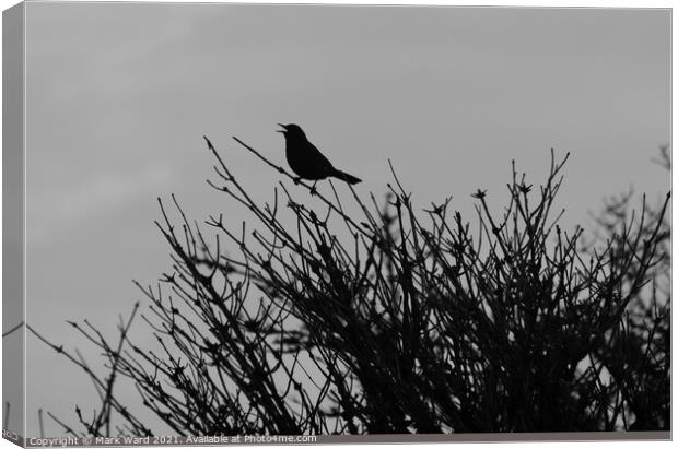 Blackbird in Black. Canvas Print by Mark Ward