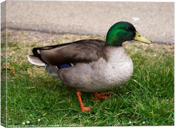 Mr Mallard Canvas Print by Mark Ward