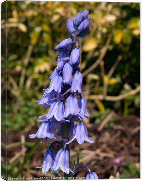 Bluebell Belle. Canvas Print by Mark Ward