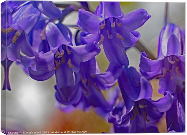 Bluebell Bliss Canvas Print by Mark Ward