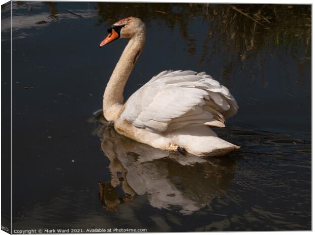 The Reflective Swan. Canvas Print by Mark Ward