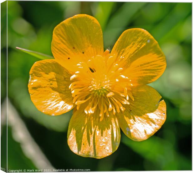Buttercup in Spring. Canvas Print by Mark Ward
