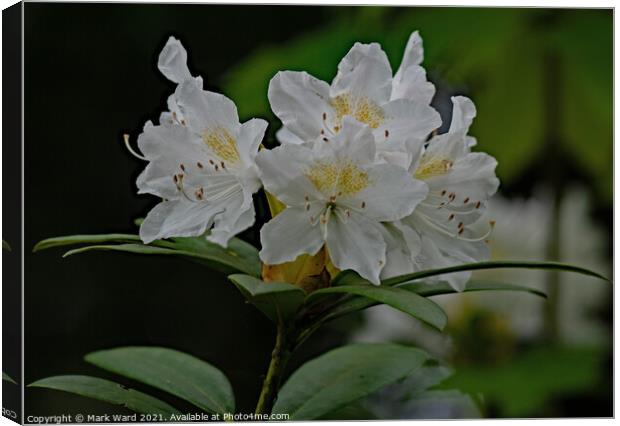 Rhododendron Flowers in May Canvas Print by Mark Ward