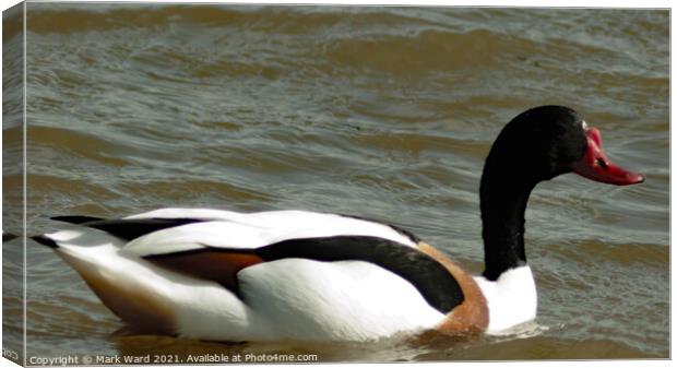 Shelduck on the Water Canvas Print by Mark Ward