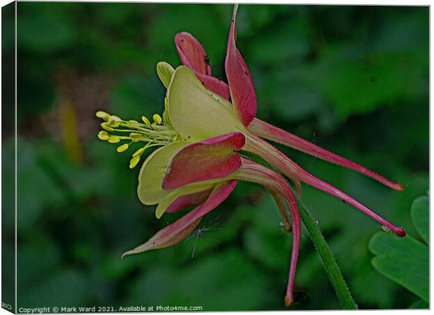 Aquilegia Sideview Canvas Print by Mark Ward