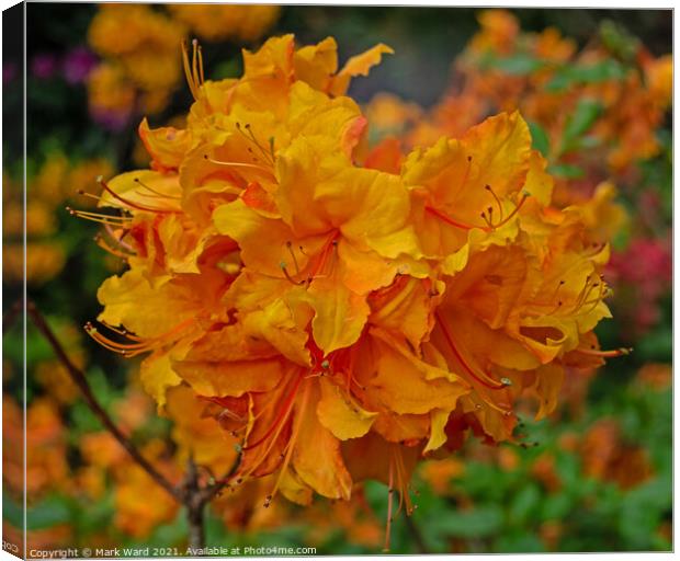 Orange Rhododendron Canvas Print by Mark Ward