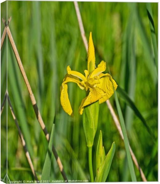 Flag Iris Canvas Print by Mark Ward