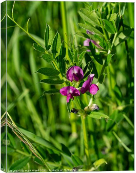 Common Vetch Canvas Print by Mark Ward