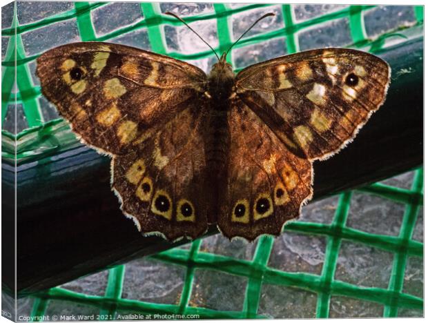 Speckled Wood Butterfly Canvas Print by Mark Ward