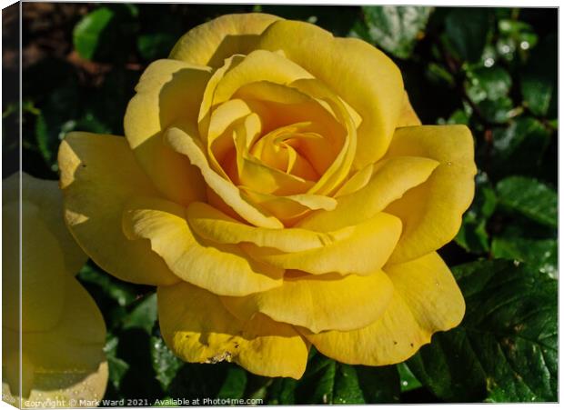 Yellow Rose Canvas Print by Mark Ward