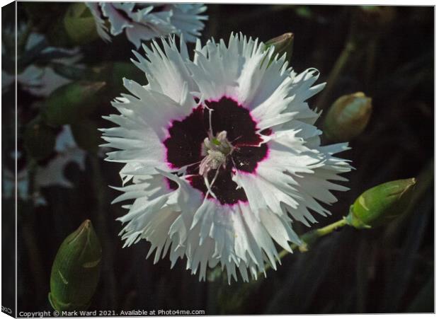 Dianthus Delight. Canvas Print by Mark Ward