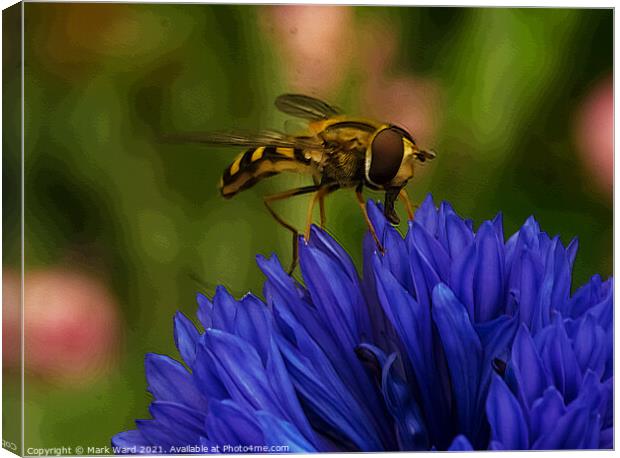 Hoverfly on a Cornflower. Canvas Print by Mark Ward
