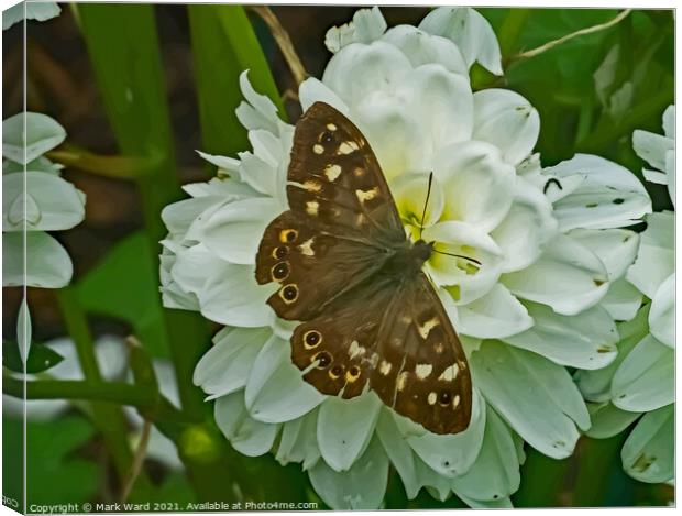 Speckled wood Butterfly. Canvas Print by Mark Ward