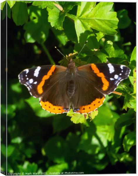Red Admiral Butterfly Canvas Print by Mark Ward