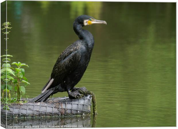 Statuesque Cormorant. Canvas Print by Mark Ward