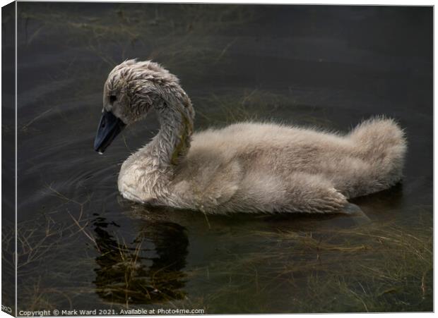 Cygnet Learning to Forage in the Weed. Canvas Print by Mark Ward