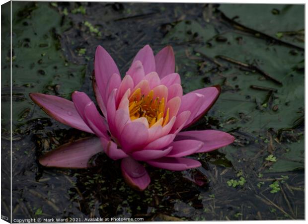 Pink Waterlily Canvas Print by Mark Ward