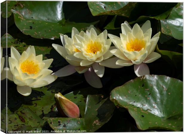 Golden Water Lily Canvas Print by Mark Ward