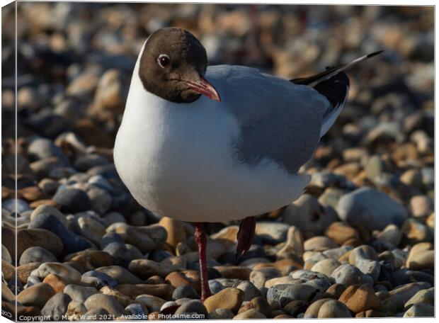 Black-Headed Gull in Sussex. Canvas Print by Mark Ward