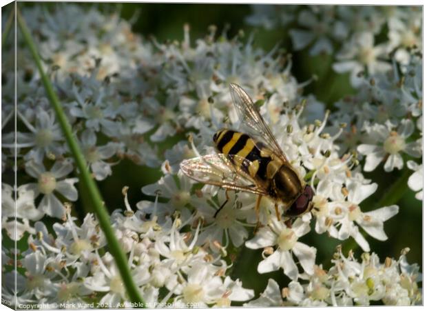 Hoverfly on Cow Parsley. Canvas Print by Mark Ward