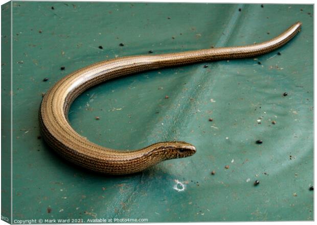 Slow worm Canvas Print by Mark Ward