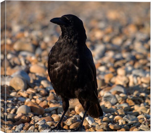 Carrion Crow Canvas Print by Mark Ward