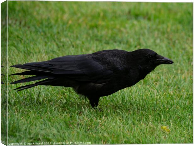 Carrion Crow. Wary but not scared. Canvas Print by Mark Ward