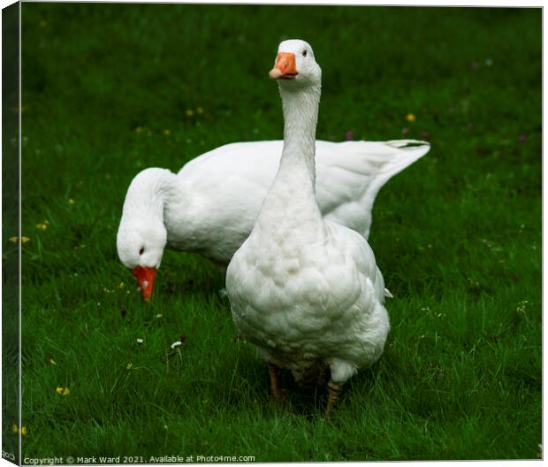 Two White Geese Canvas Print by Mark Ward