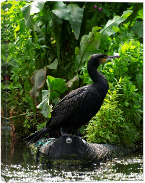 Cormorant in Repose Canvas Print by Mark Ward