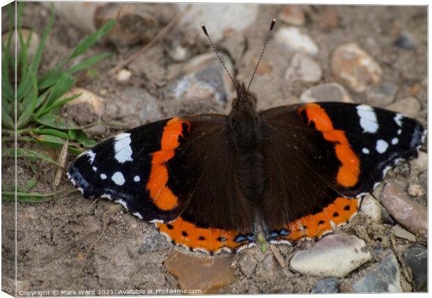 Red Admiral Catching the August Sun. Canvas Print by Mark Ward