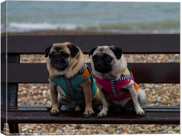 A Pair of Pugs Canvas Print by Mark Ward