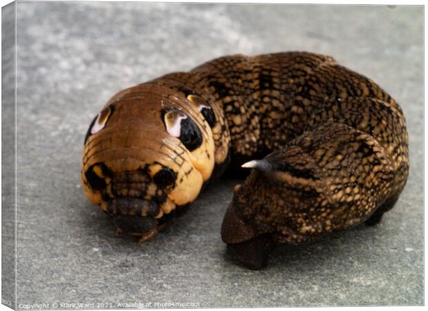 Hawk Moth Caterpillar Canvas Print by Mark Ward