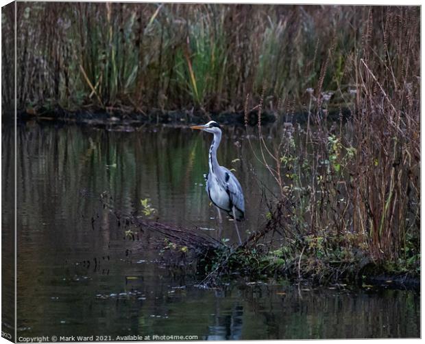 Heron on the Pond Canvas Print by Mark Ward