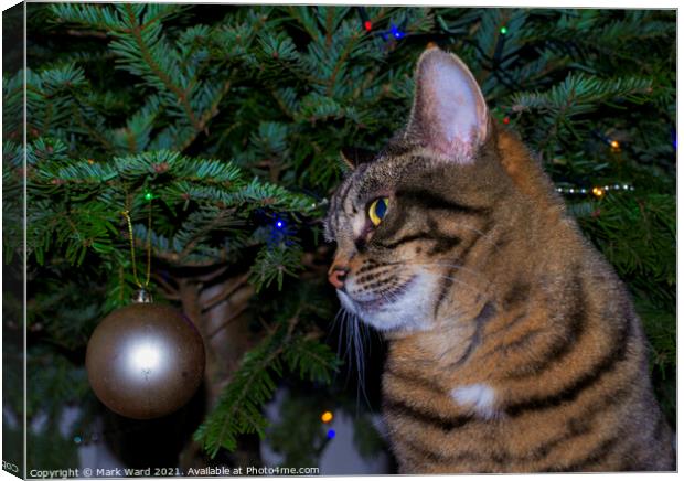 Holly the Christmas Cat. Canvas Print by Mark Ward