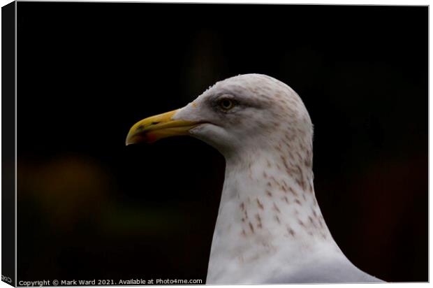 Gorgeous But Gull-Ible. Canvas Print by Mark Ward