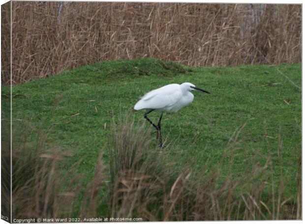 Little Egret in the Reeds. Canvas Print by Mark Ward
