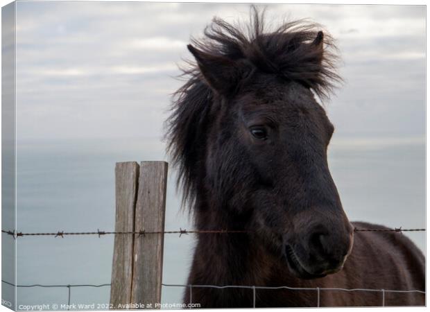 An Exmoor Pony in Sussex. Canvas Print by Mark Ward