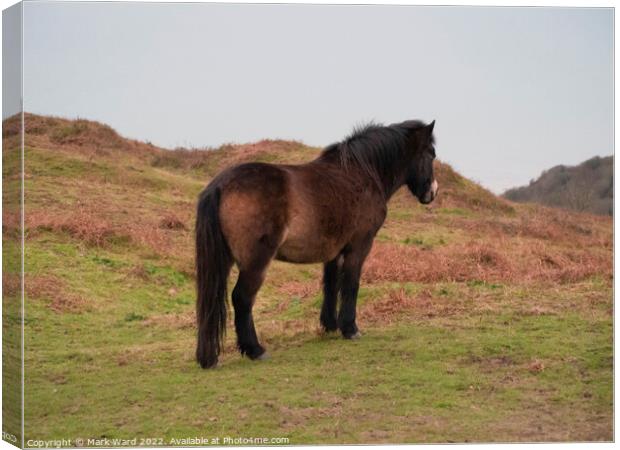 Exmoor Pony on the Sussex Coast. Canvas Print by Mark Ward