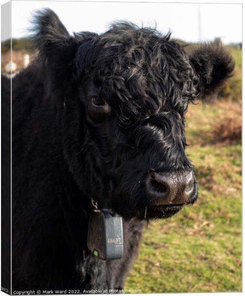 A Belted Gallowway cow in pose. Canvas Print by Mark Ward
