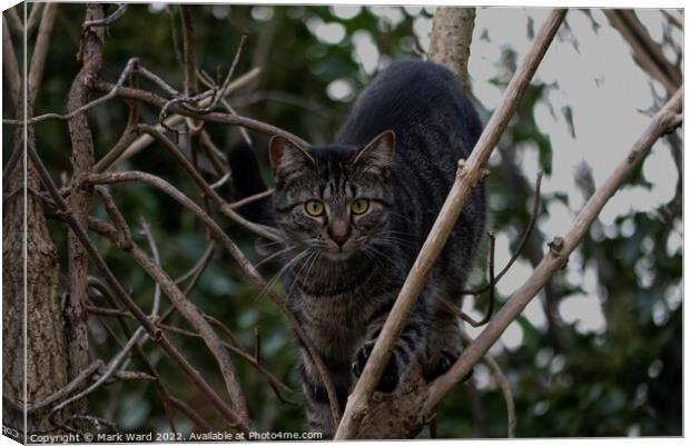 A cat sitting on a branch Preying. Canvas Print by Mark Ward