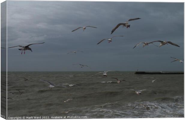 Gulls at the Stade in Hastings.  Canvas Print by Mark Ward