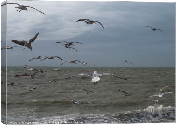 Gulls in Motion Canvas Print by Mark Ward