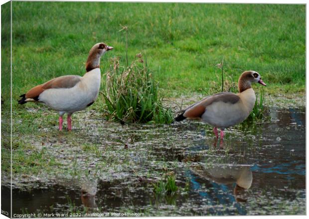 Egyptian Geese on the water. Canvas Print by Mark Ward
