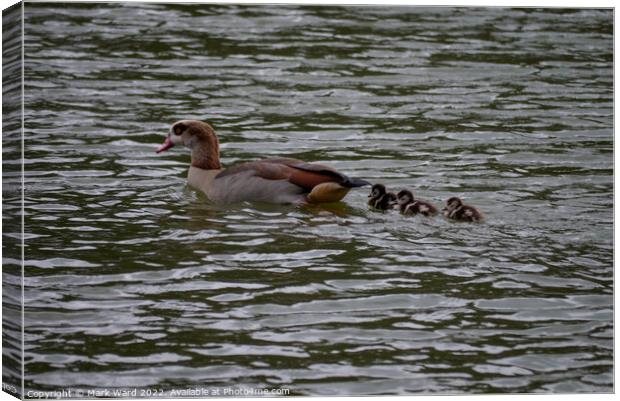 Egyptian Goose with March Chicks. Canvas Print by Mark Ward