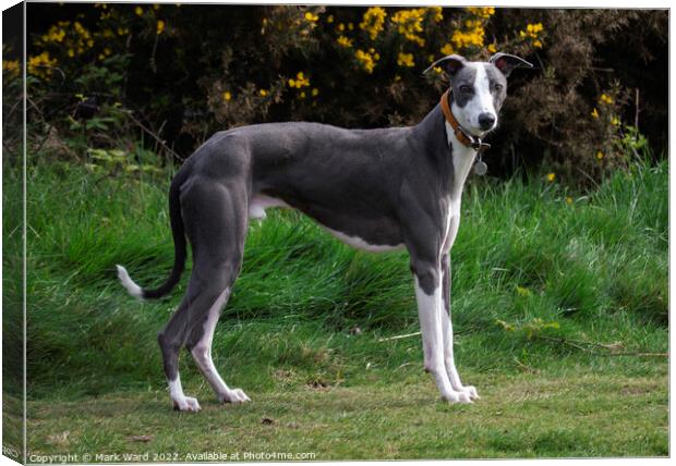 A Greyhound waiting for his companion. Canvas Print by Mark Ward