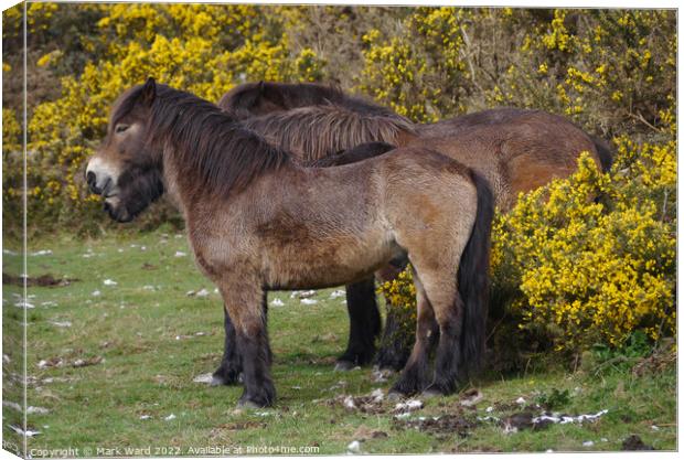 Horse in Gorse. Canvas Print by Mark Ward