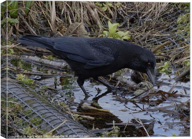 Crow in the water. Canvas Print by Mark Ward