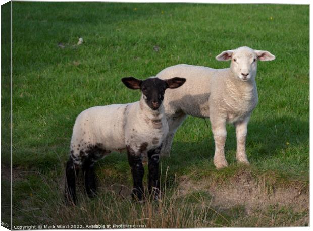 Spring Lambs in Sussex. Canvas Print by Mark Ward