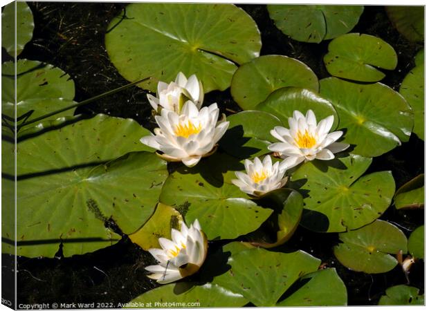 White Water Lilies. Canvas Print by Mark Ward